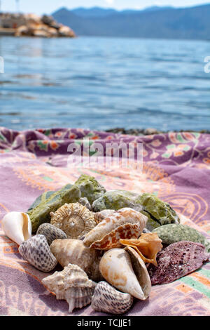 Collection of rare seashells and snail shells at the Natural History ...