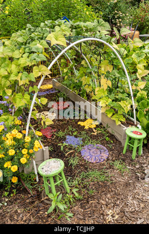 Bellevue, Washington, USA.  Violet Podded Stringless pole beans grown on an arched trellis.
