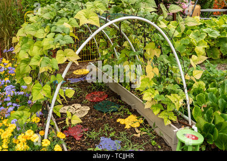 Bellevue, Washington, USA.  Violet Podded Stringless pole beans grown on an arched trellis. Stock Photo