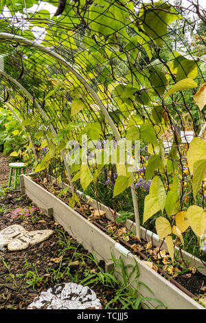 Bellevue, Washington, USA.  Violet Podded Stringless pole beans grown on an arched trellis. Stock Photo