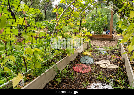 Bellevue, Washington, USA.  Violet Podded Stringless pole beans grown on an arched trellis. Stock Photo