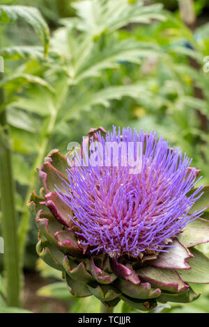 Bellevue, Washington, USA.   Artichoke in blossom. Stock Photo