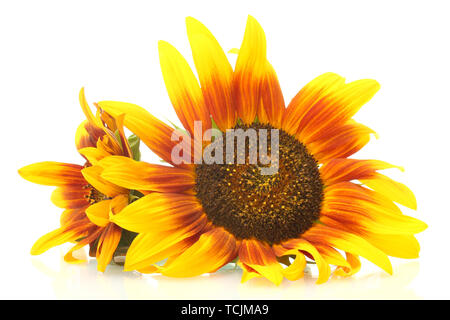 beautiful sunflowers , isolated on white Stock Photo