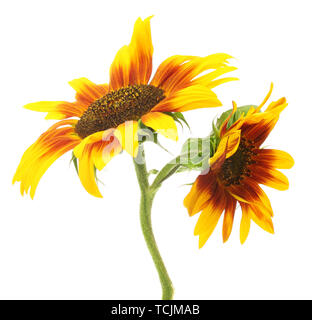 beautiful sunflowers , isolated on white Stock Photo