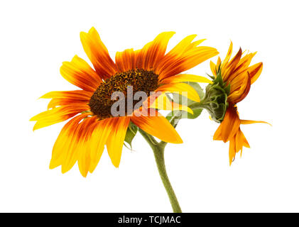 beautiful sunflowers , isolated on white Stock Photo