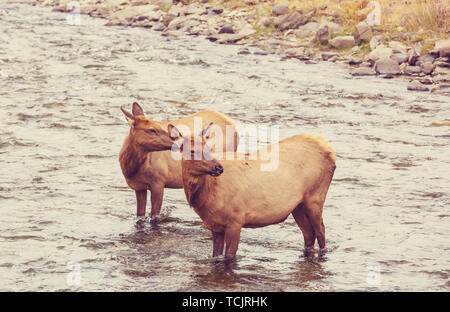 Two elks stands in the water in the boiling river in Yellowstone National Park Stock Photo