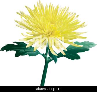 The yellow chrysanthemum. The golden-daisy. Vector. Isolated. Editable vector Stock Vector
