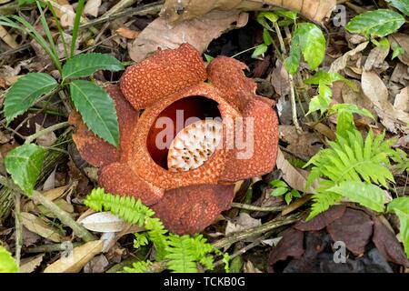 Corpse lily (Rafflesia arnoldii), largest flower in the plant kingdom, National Park Kinabalu, Sabah, Borneo, Malaysia Stock Photo