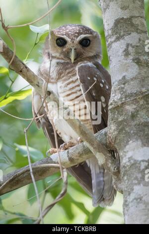 Madagaskar hawk-owl (Ninox superciliaris) sitting in a tree, Berenty Private Reserve, Madagaskar Stock Photo