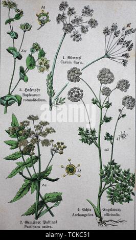 Apiaceae or Umbelliferae, Caraway, also known as meridian fennel, and Persian cumin, parsnip, Pastinaca sativa, Bupleurum rotundifolium L., Angelica Stock Photo