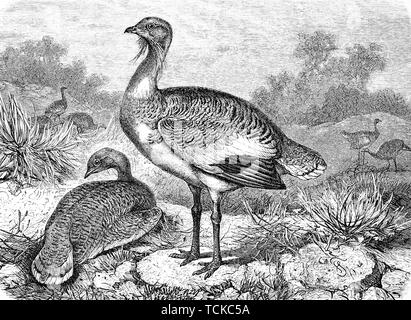 Great bustard, (Otis tarda), 1889, historical woodcut, France Stock Photo