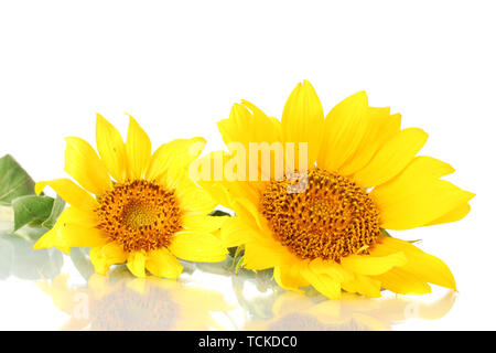beautiful sunflowers, isolated on white Stock Photo