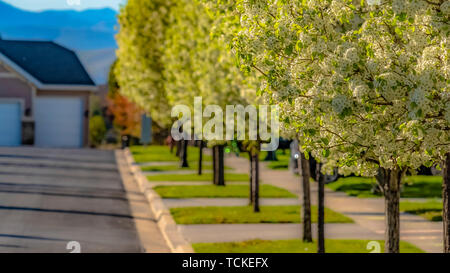 Panorama Row of luxuriant trees on the landscaped sidewalk of a road on a sunny day Stock Photo