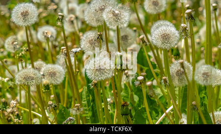 Panorama Close up of dandelions with white flowers and bright green stems on a sunny day Stock Photo