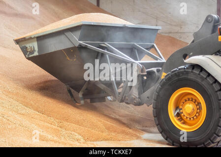 Excavator loader bucket loading grain, close up. Big heap of grain in a warehouse at food factory . Stock Photo