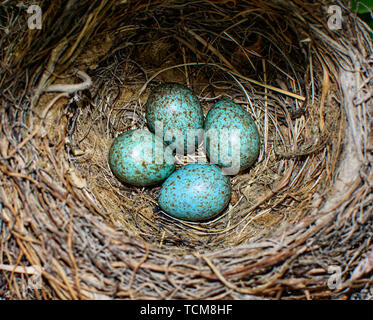 The common blackbird, Turdus merula blue-colored eggs in a nest. Close-up blue eggs in nest. of the black bird or Eurasian blackbird in Spain, 2019. Stock Photo