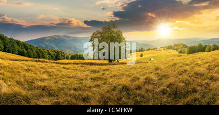 beech tree on the meadow in mountains at sunset. forest around the slope. wonderful summer scenery of carpathian countryside. mountain ridge in the di