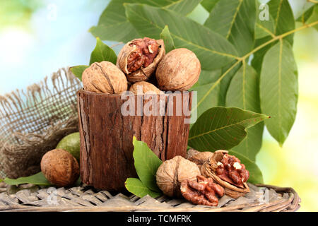 walnuts with green leaves in garden, on green background Stock Photo
