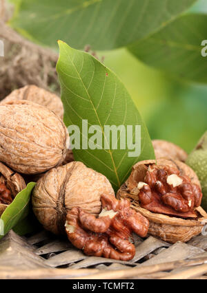walnuts with green leaves in garden, on green background Stock Photo