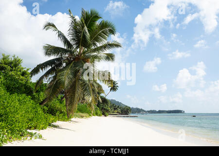 Coconut Trees At Turtle Bay Beach, Mahe Island, Seychelles Stock Photo