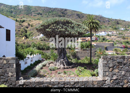 Millennial Dragon Tree (Drago Milenario) of Icod de los Vinos, the largest and the oldest living Dracaena Draco in the world and the symbol of Tenerif Stock Photo
