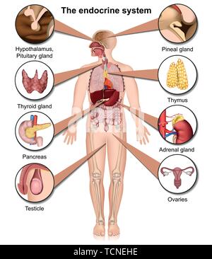 The endocrine system 3d medical vector illustration isolated on white background Stock Vector