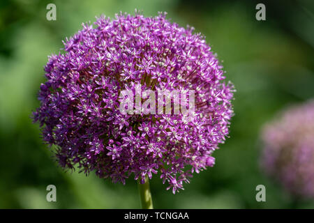 blooming purple flower ball of a Allium Giganteum (giant onion) plant Stock Photo
