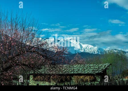 Tibetan Nyingzhi peach blossoms bloom in March Stock Photo