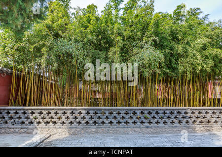The flower bed bamboo forest in the Dai Temple Stock Photo