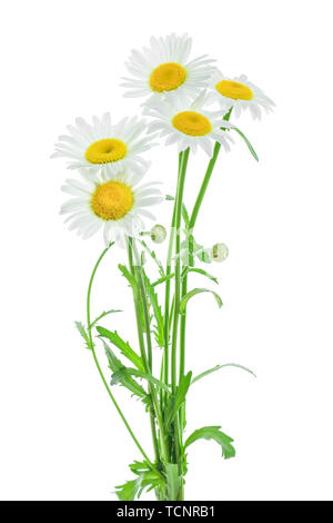 one chamomile or daisies with leaves isolated on white background Stock Photo
