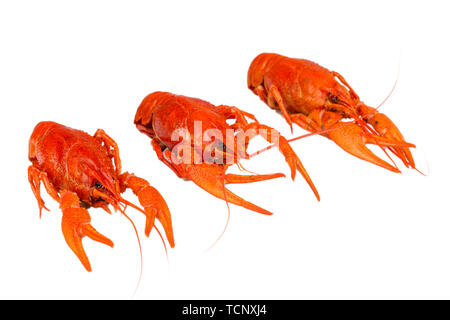 Tasty boiled crayfishes isolated on white Stock Photo