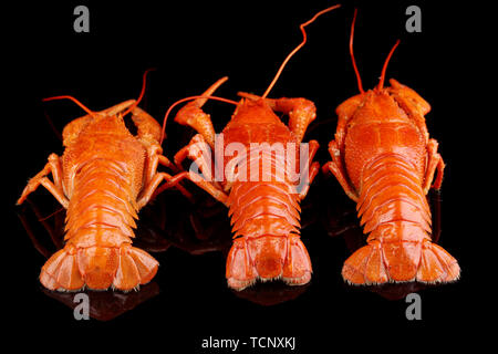 Tasty boiled crayfishes isolated on black Stock Photo