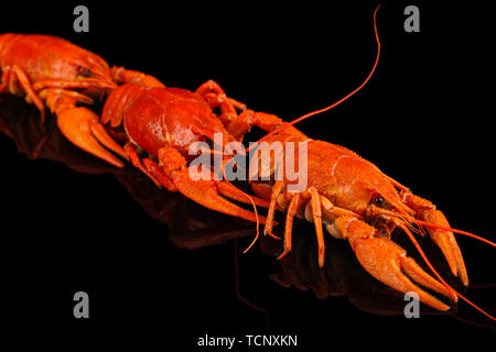 Tasty boiled crayfishes isolated on black Stock Photo
