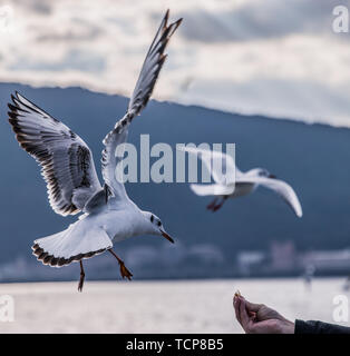 Tourists Feed Sea Gulls At Dianchi Lake In Kunming City, Southwest 