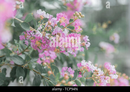 Bees and crape myrtle Stock Photo