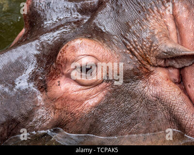 Hippo eye close-up Stock Photo