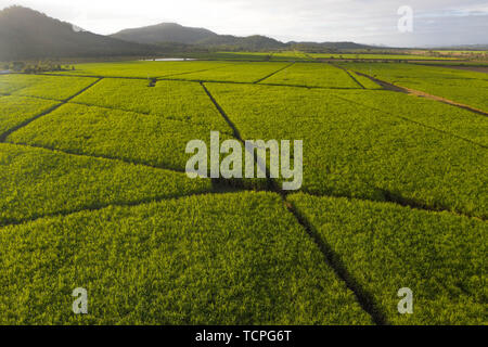 Aerial view over plantation of sugar canes agriculutural landscape in tropical wonderland with mountains in the background and path inbtween fields Stock Photo