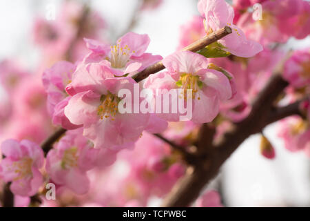 Beautiful cherry blossom plant in spring Stock Photo