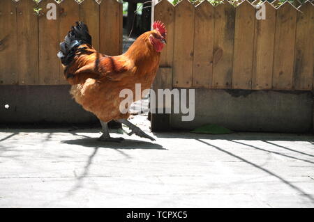 Mountain native chickens and big roosters. Stock Photo