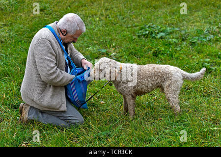 Dog owner searching for a compensation for his truffle dog of the Lagotti Romagnolo breed during a presentation, Bonvillars truffle market,Switzerland Stock Photo