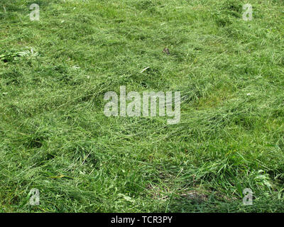 green cutted grass natural spring background Stock Photo