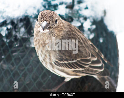 House-Finch, Close-up from Southeastern Pennsylvania, USA Stock Photo