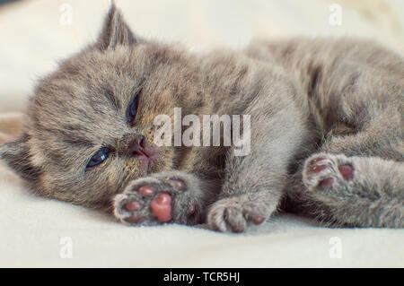 little, darling, a gray kitten sleeps on a white, fluffy cover, selective focus Stock Photo