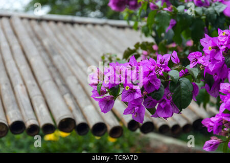 Some beautiful paper flower or bougainvillea it’s called Booganbel ...