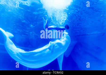 The love of mermaids in Shanghai Haichang Ocean Park Stock Photo