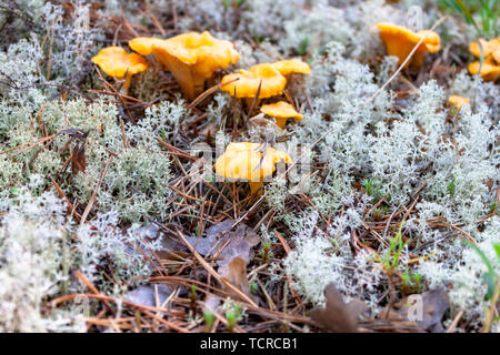 Few yellow Craterellus lutescens foot chanterelle mushrooms fungus in white lichen in the North. Stock Photo
