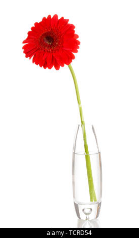 Beautiful gerbera in vase isolated on white Stock Photo