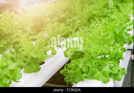 Green oak lettuce salad vegetable in hydroponic farm system plants on water without soil with sun light; organic food for good health Stock Photo