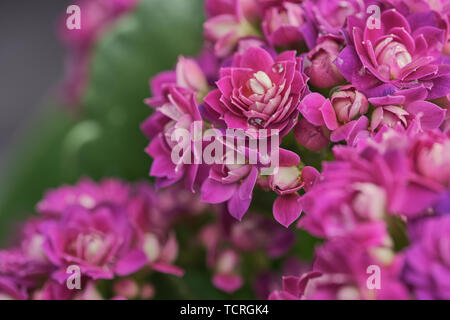 macro color picture of pink Kalanchoe blossfeldiana flower Stock Photo