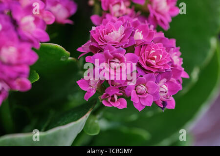 macro color picture of pink Kalanchoe blossfeldiana flower Stock Photo